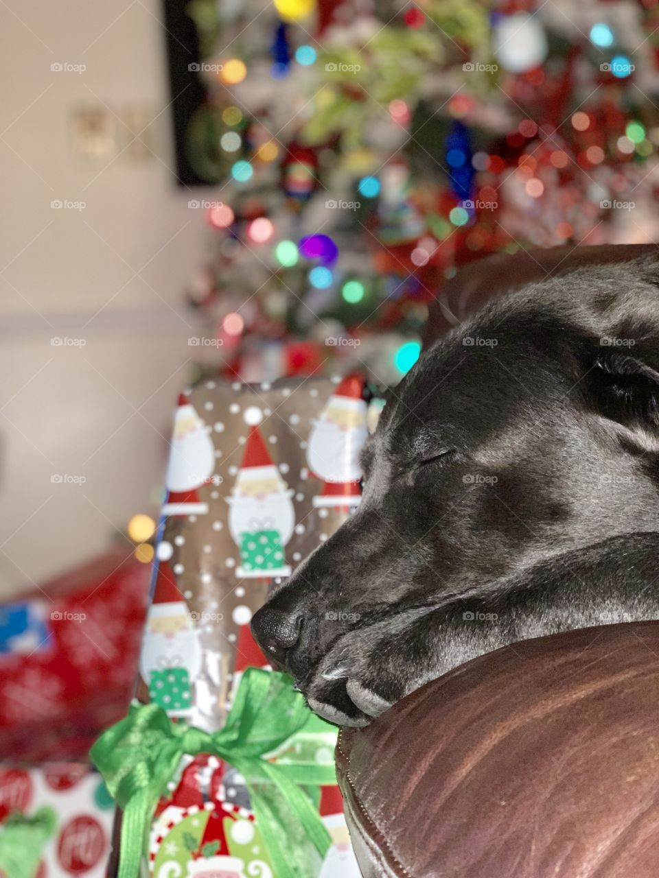 Dog dreaming of a white Christmas with presents and family