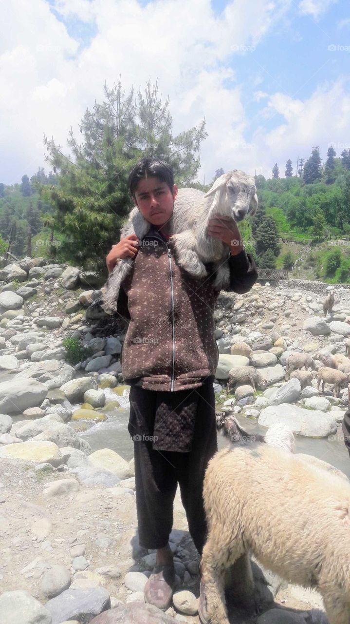 A Nomad boy carrying a Goat on his shoulder during their routine livestock Grazing near Wild life Sanctuary at Village Hirpora Shopian Kashmir.
The Nomads migrate along with their Livestocks to KASHMIR from Chinab Valley at Comencement of SUMMER