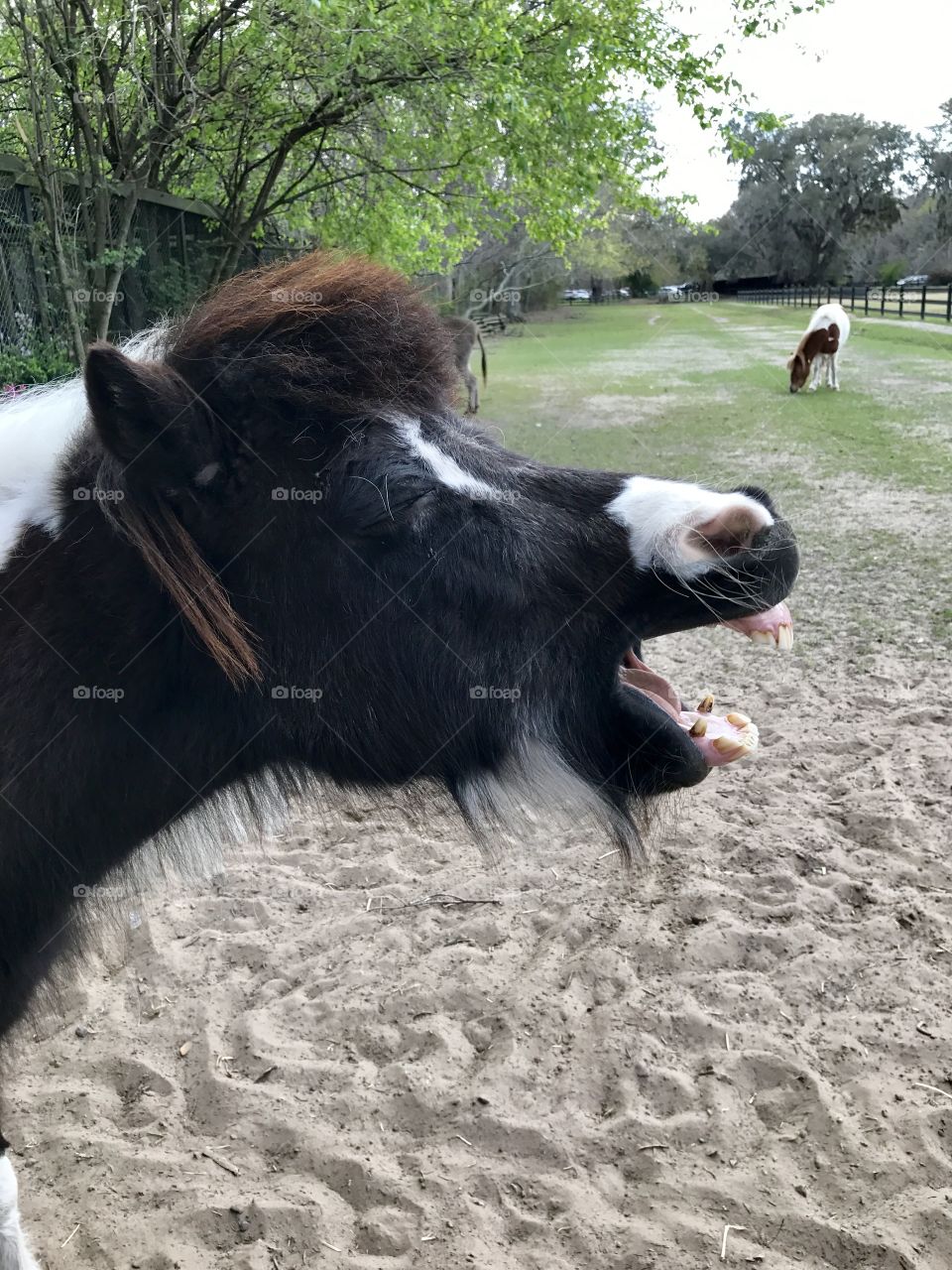 Mini horse laughing 