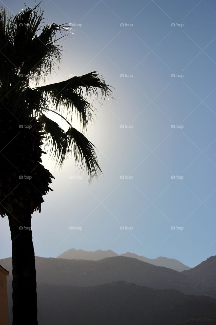 Palm tree and mountains