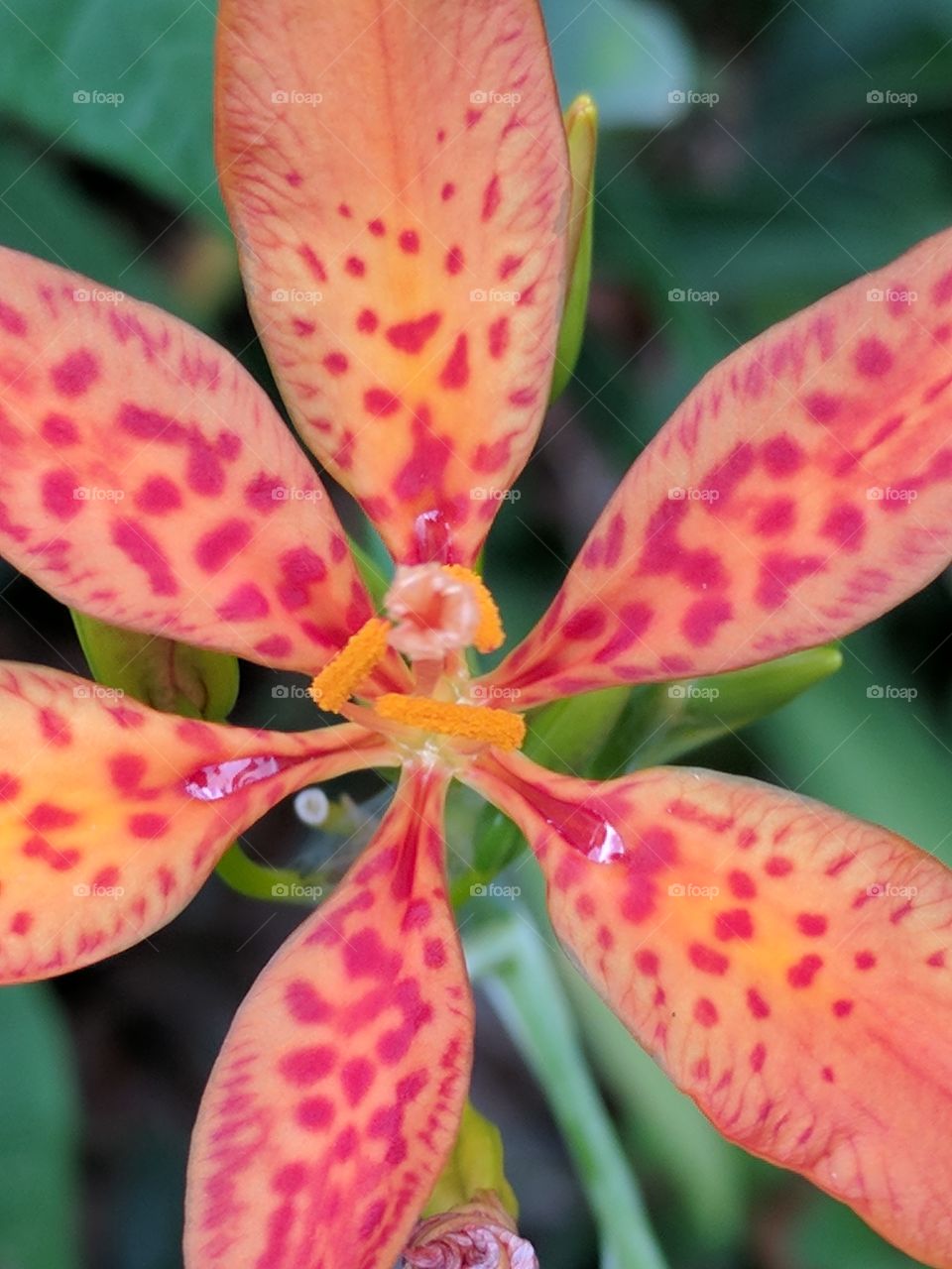 blackberry lily