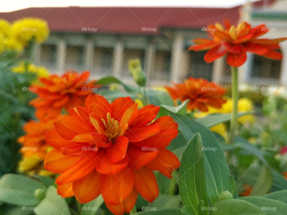 Orange color flowers is symbol of sunshine.