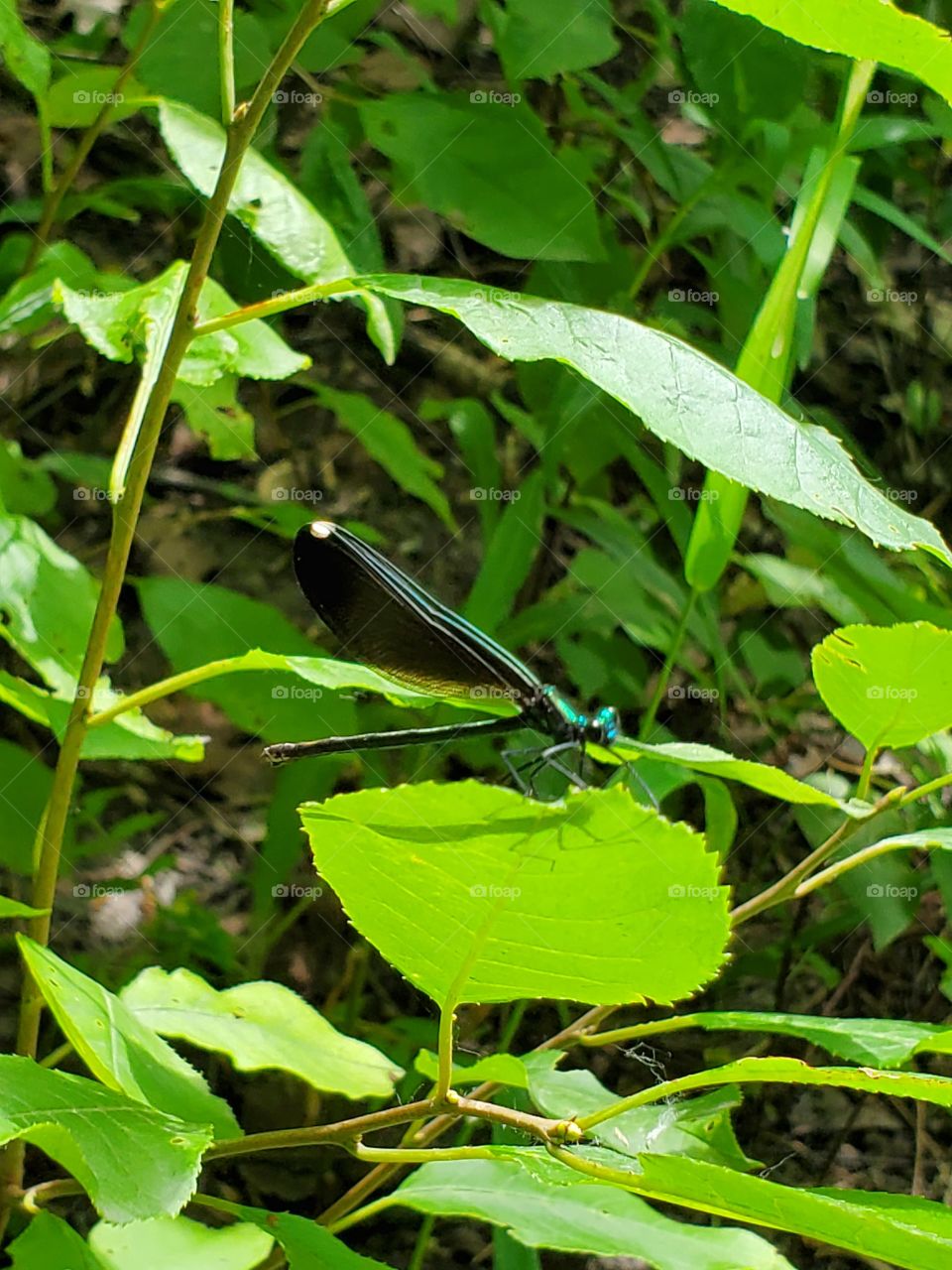 dragonfly:shapes of nature