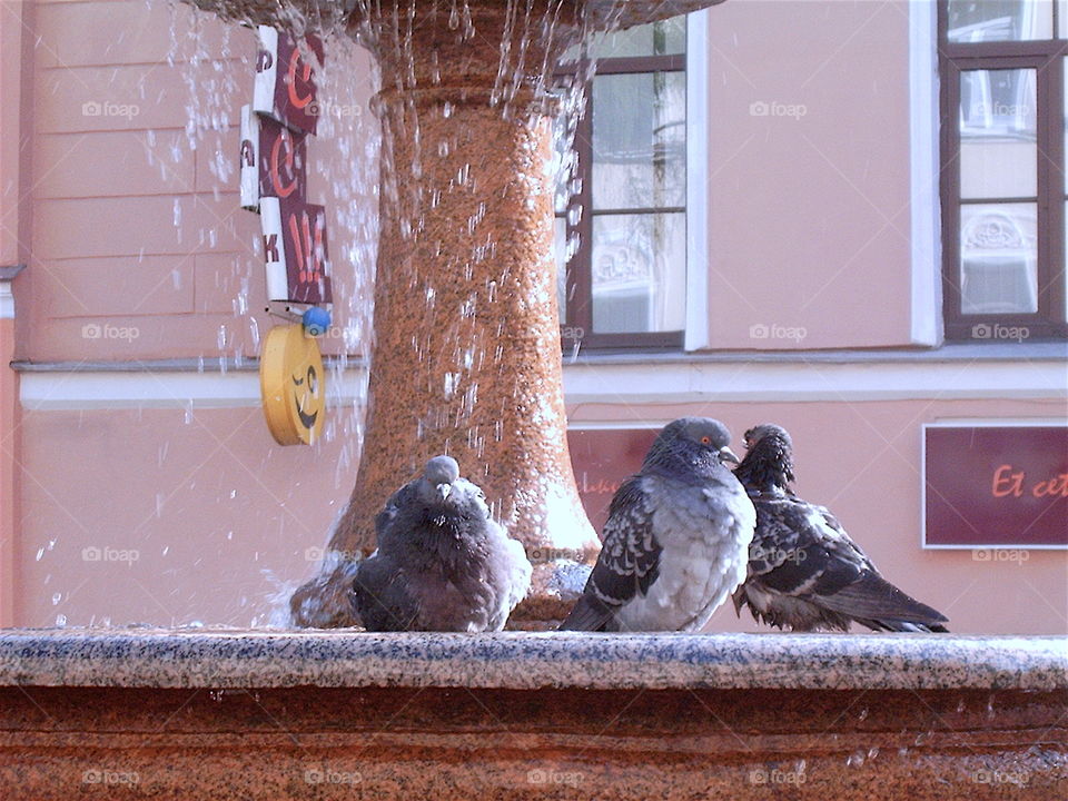 Pigeons in the fountain