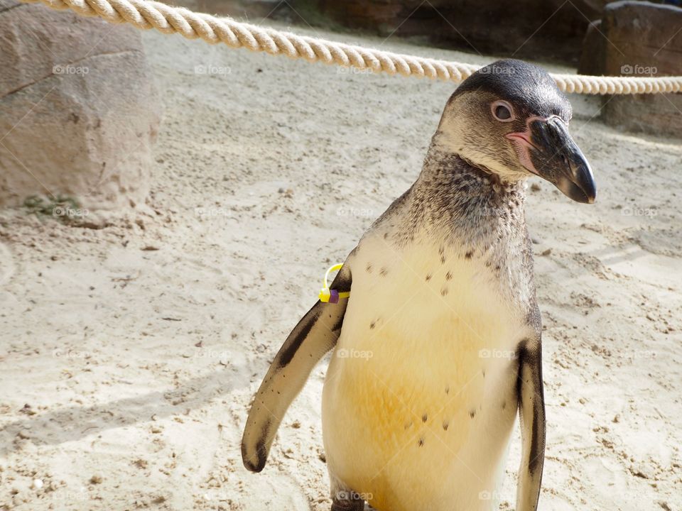 Penguin posing for portrait 