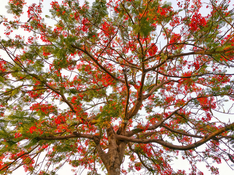 Low angle view of tree