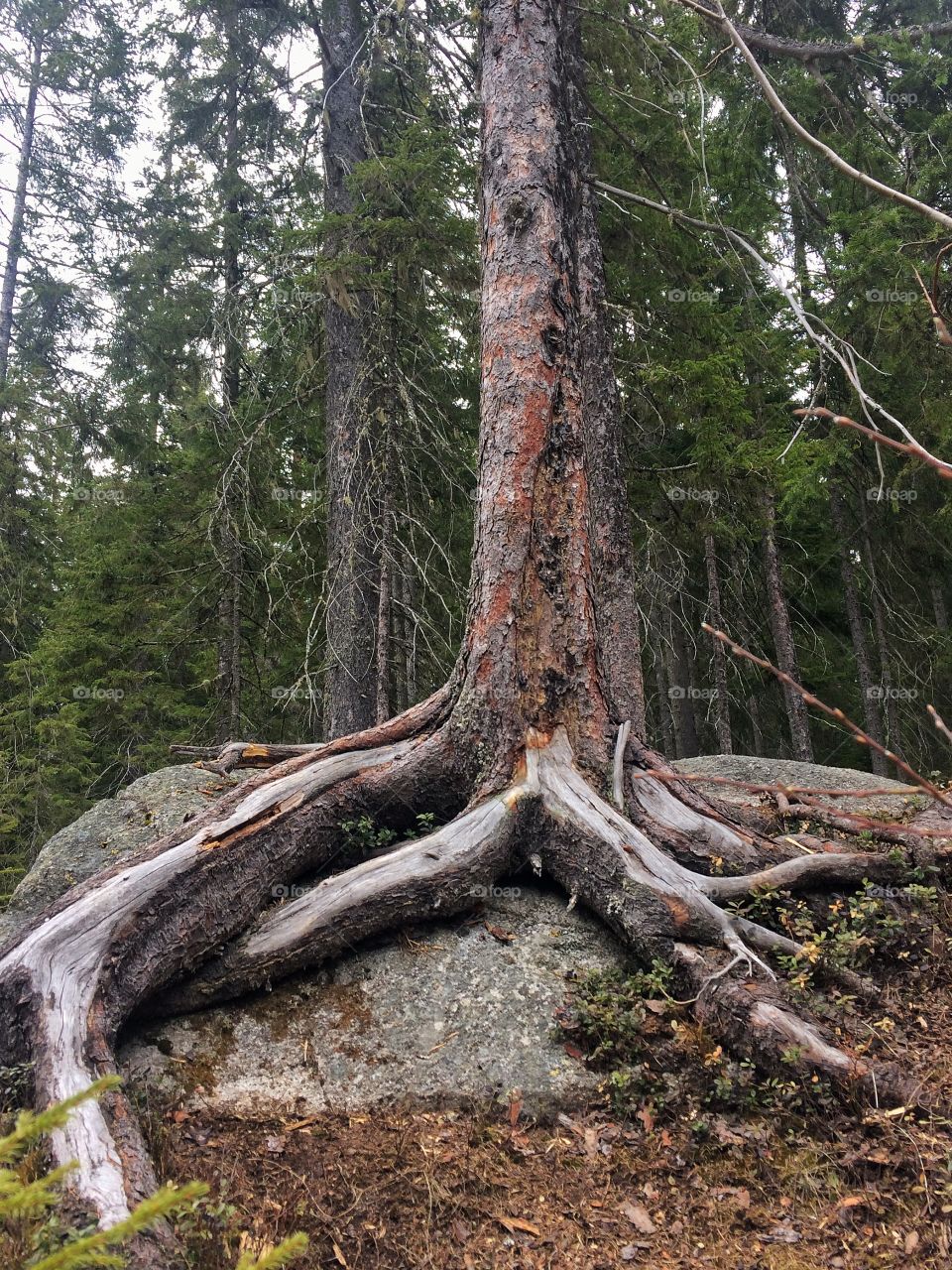 Tree grows on rock