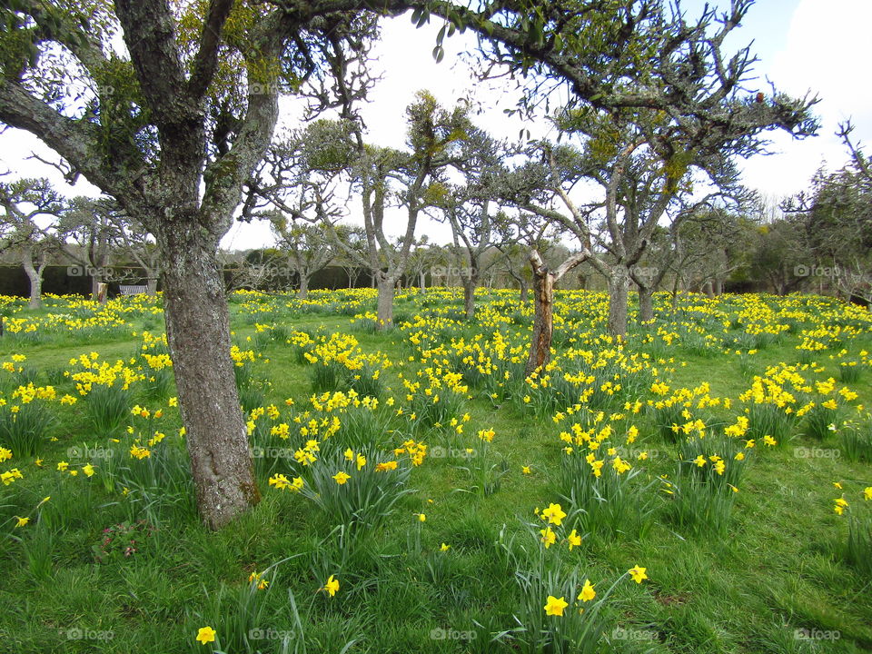 Daffodils Forest