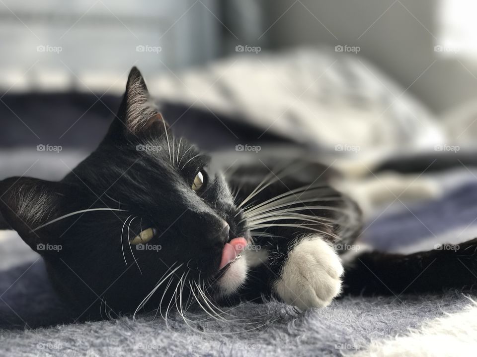 Macro of black cat lying on bed