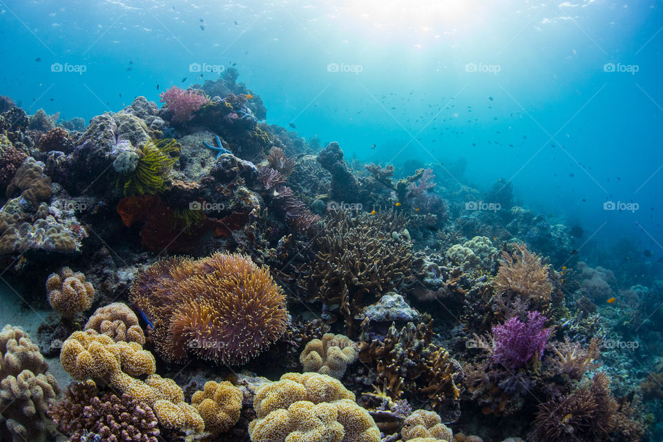 Vibrant and healthy coral reef ecosystem in the crystal clear ocean waters of Raja Ampat, Indonesia.