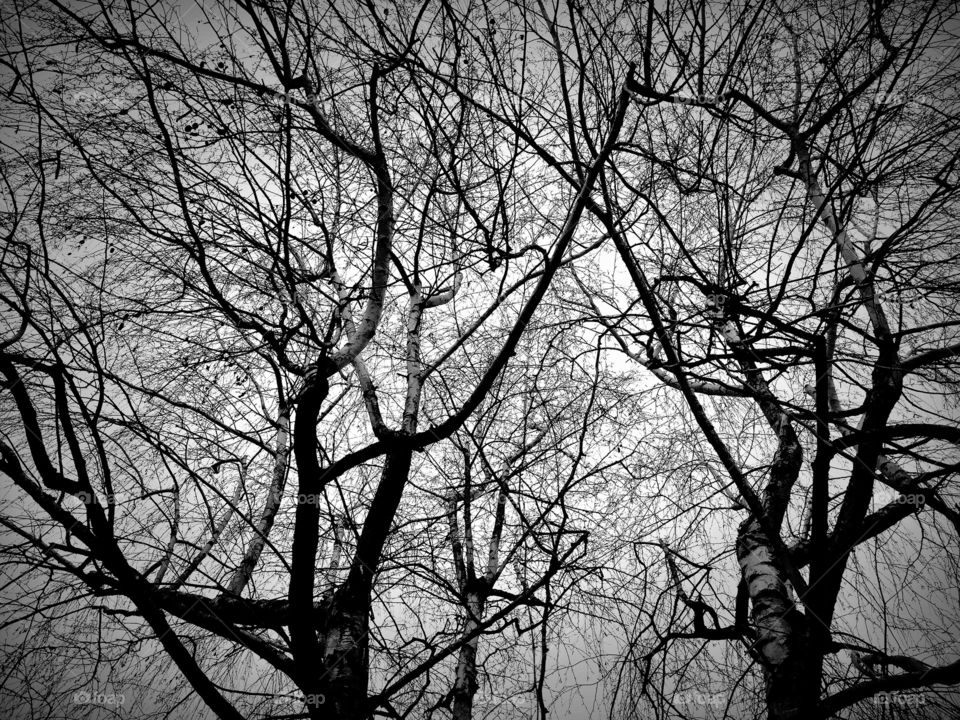 Naked Branches . Black and white winter trees without leaves 
