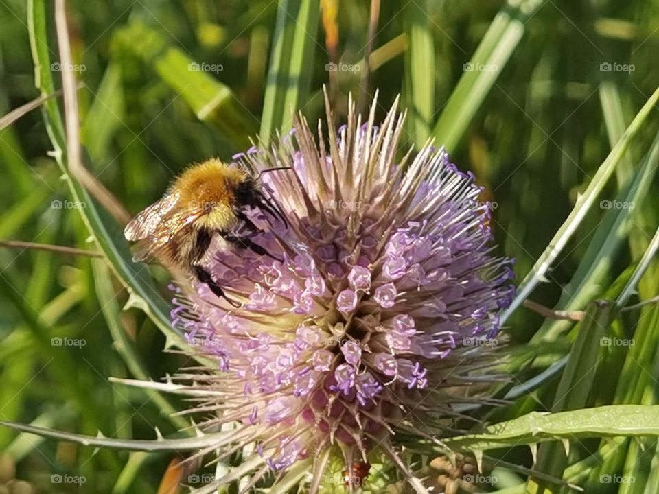 pink flower with bee