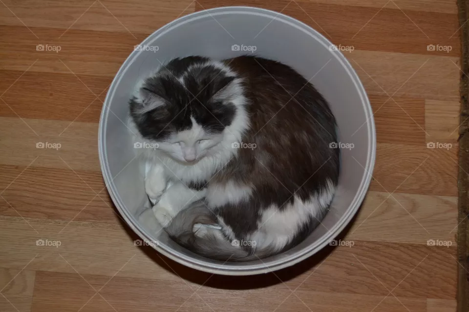 cat