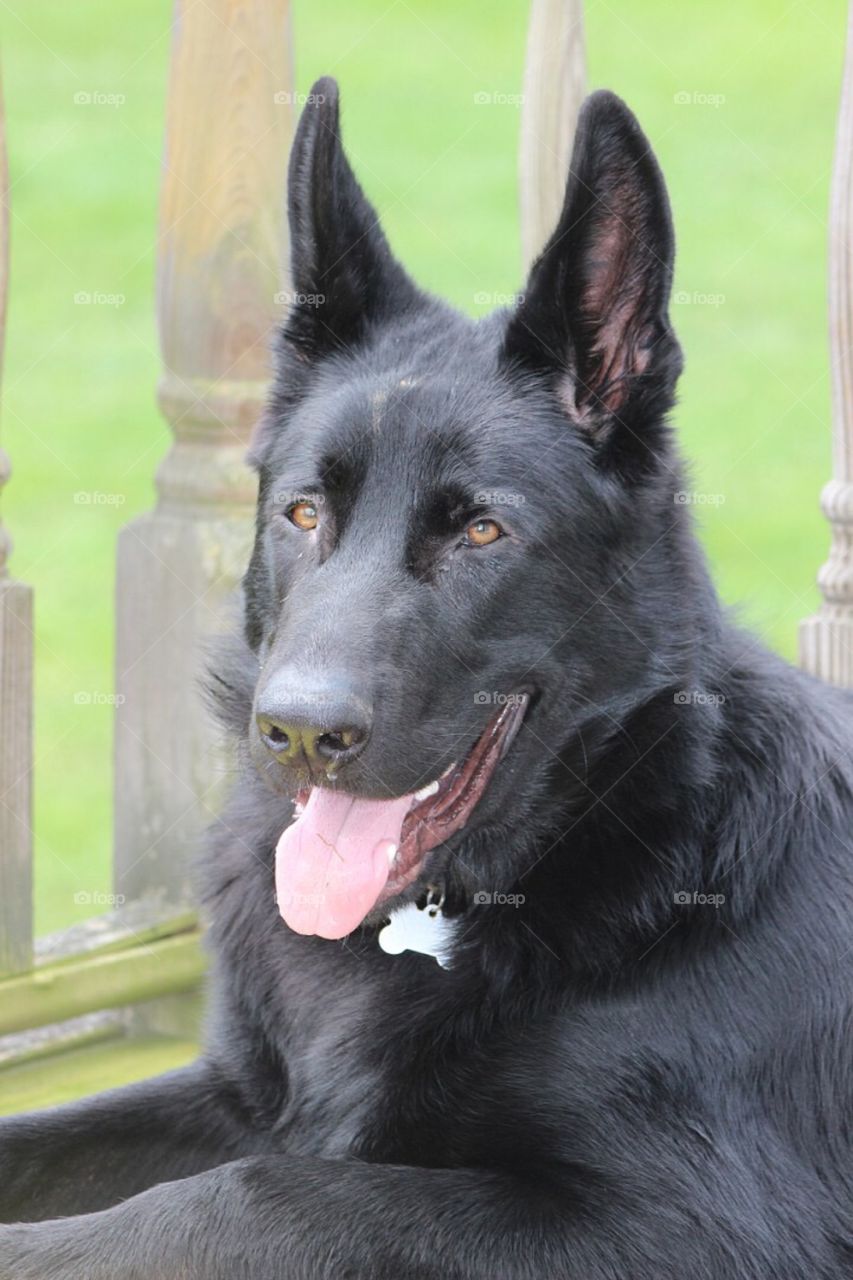 Our German Shepherd dog sitting on the porch enjoying the sunshine. 