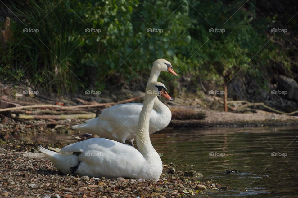 Two swans 