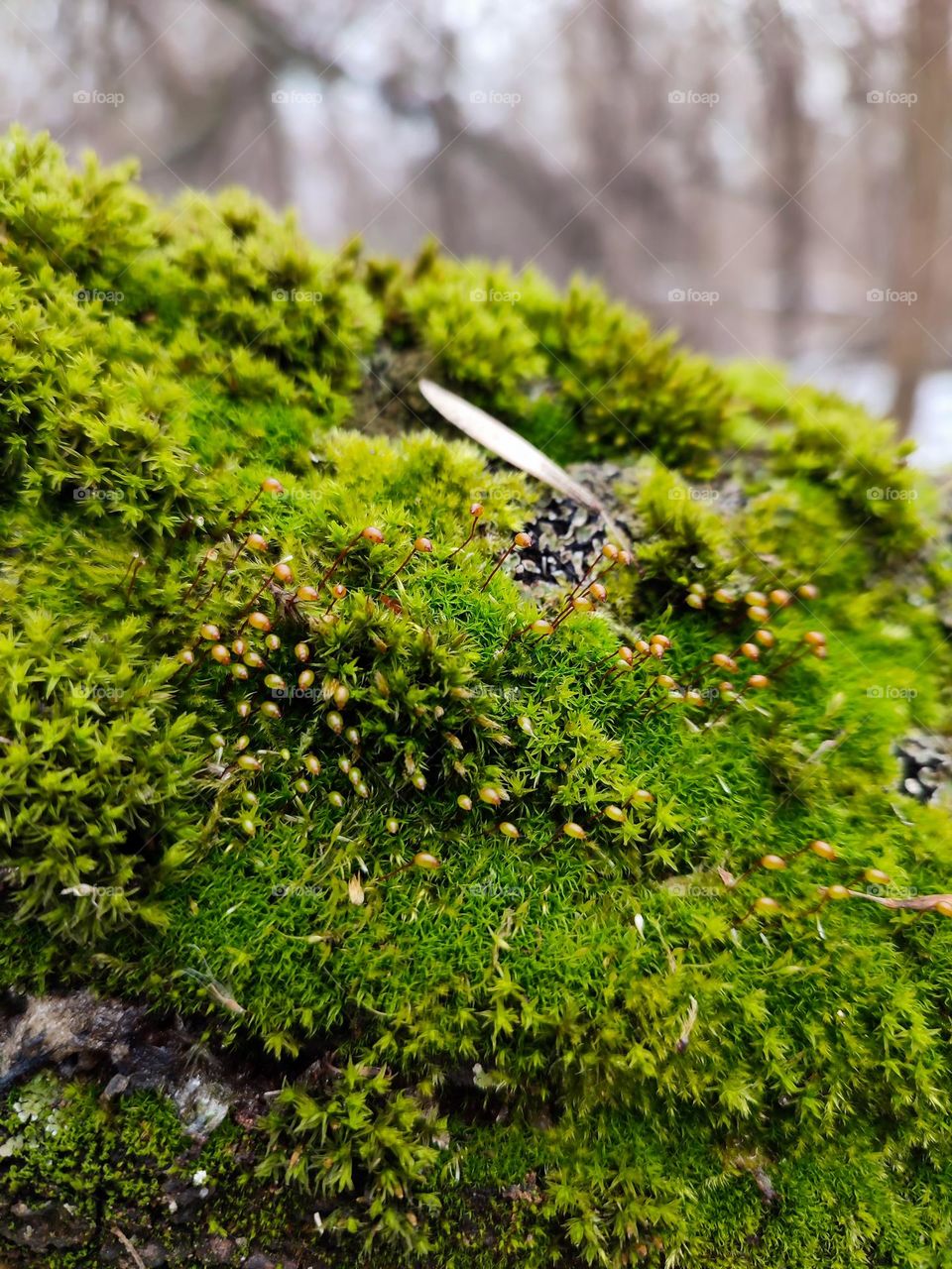 Green moss flowering in winter forest macro