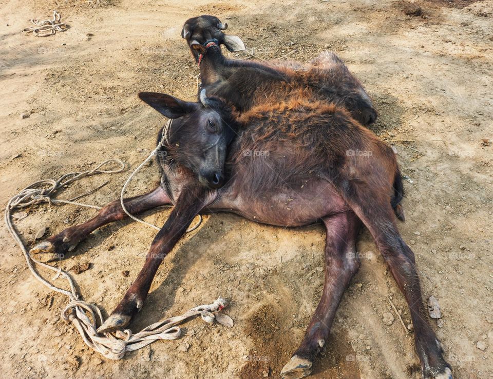 Baby buffalo sleeping in weird position