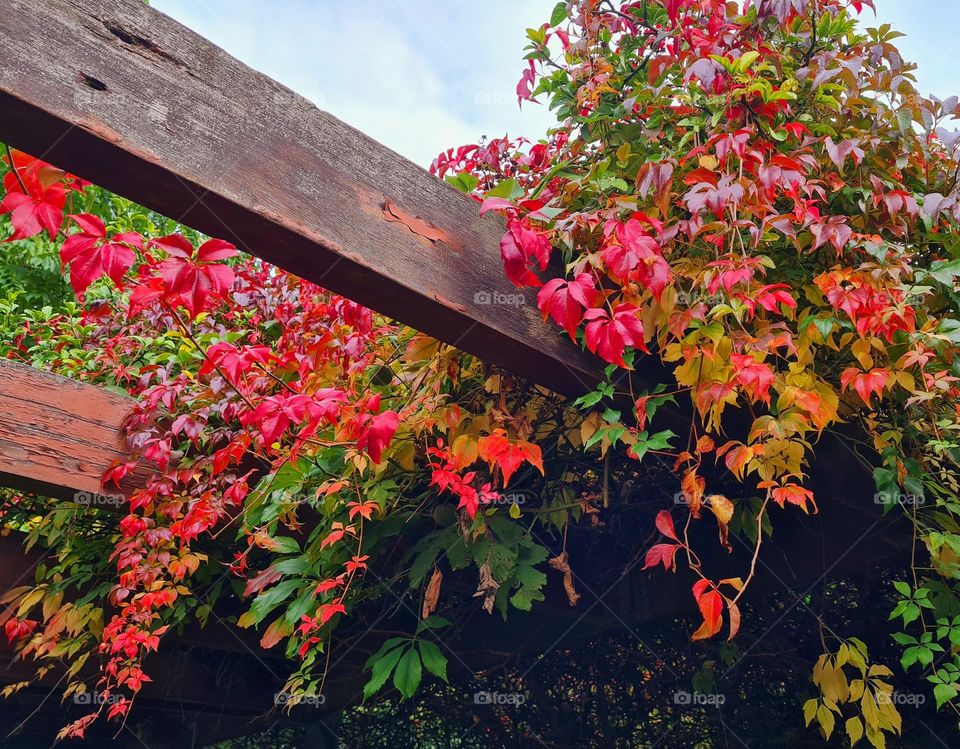 The beautiful warm colors of fall.