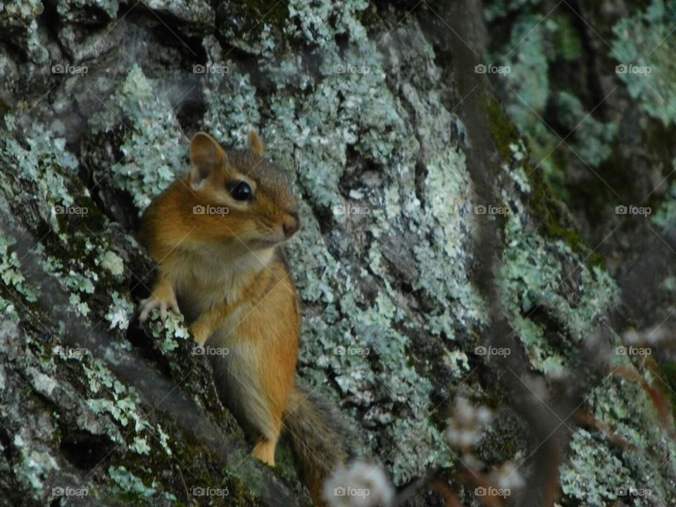 chipmunk