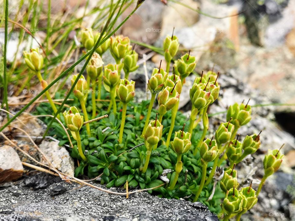 I found the small flowers on top of a mountain in Sweden