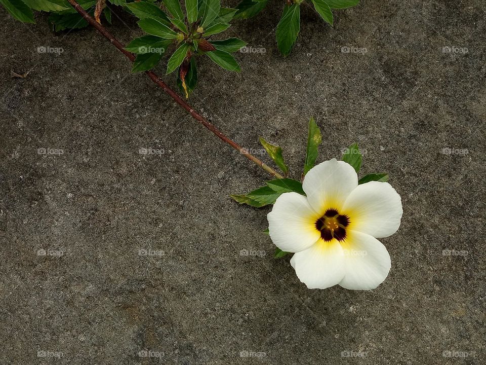 Turnera ulmifolia is a species of flowering plant of the eight o'clock flower genus. Recent research has shown that this plant contains antibiotic activity against methicillin-resistant Staphylococcus aureus