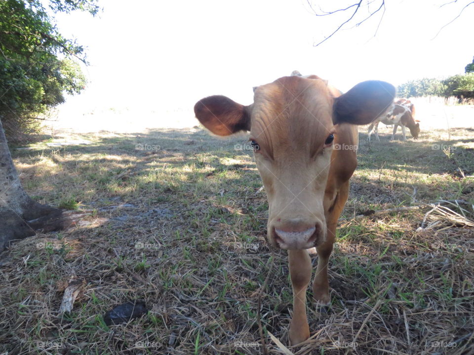 Brown cow