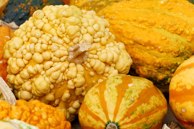 It's a pumpkin season