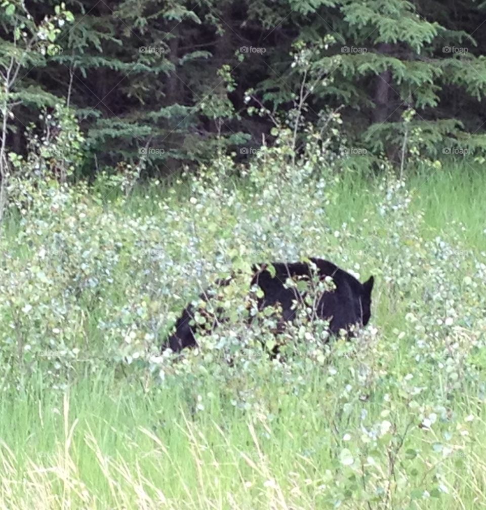 Bear roaming through meadow 