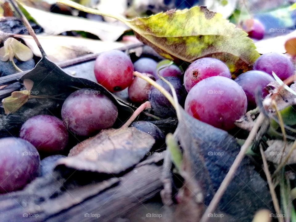 Grapes