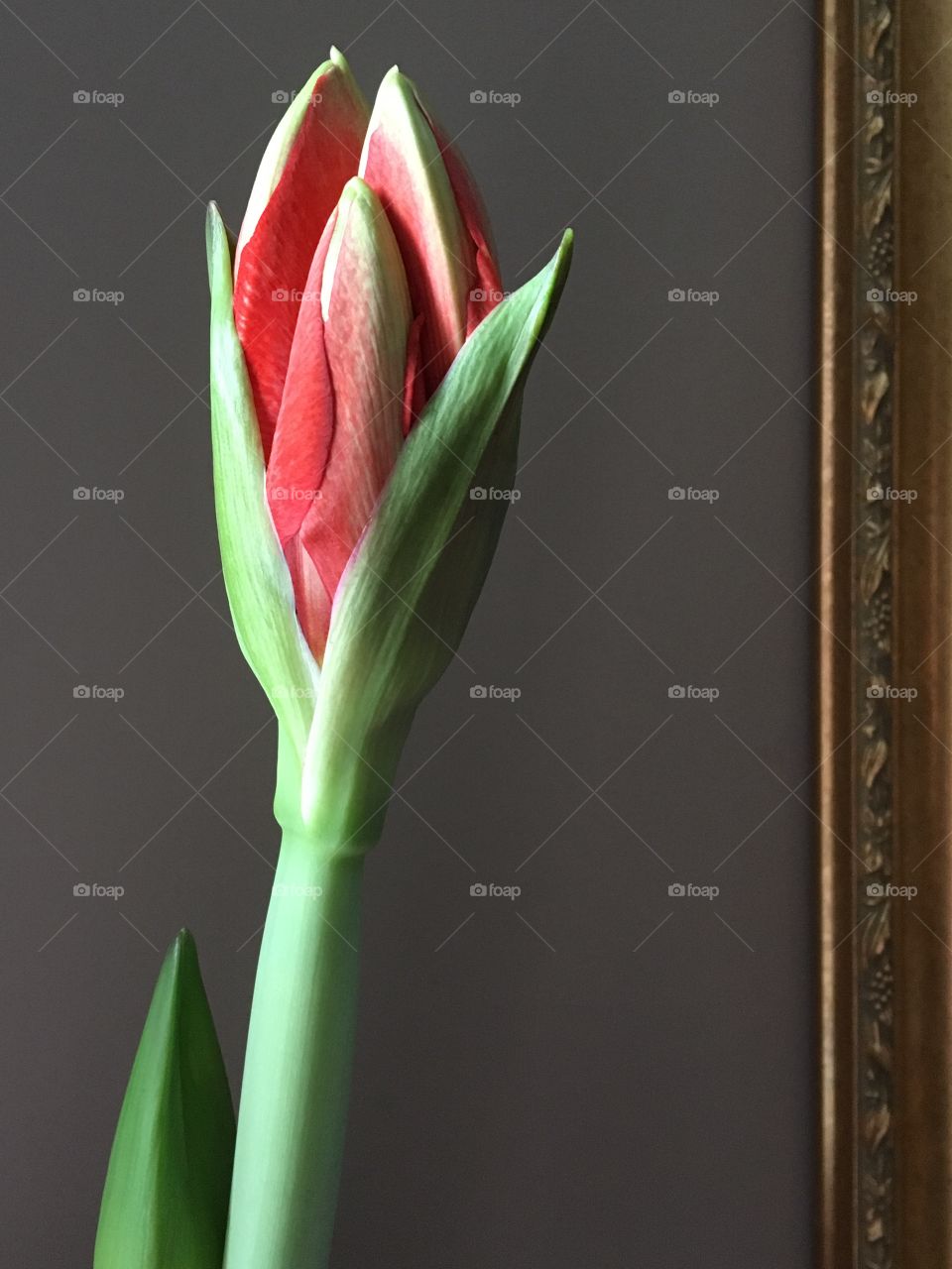 Red amaryllis is blooming 