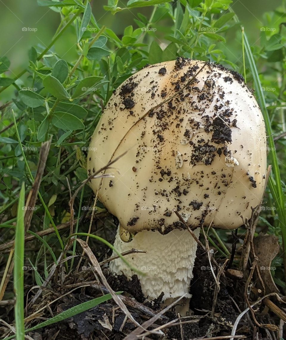 morning dew droplet on mushroom