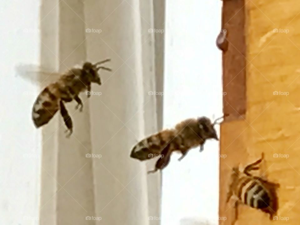 Flight of the Honeybees  2