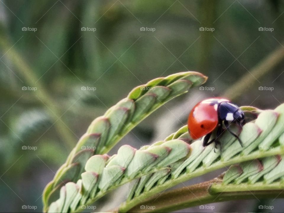 A ladybug beetle on an acacia tree. Summer.