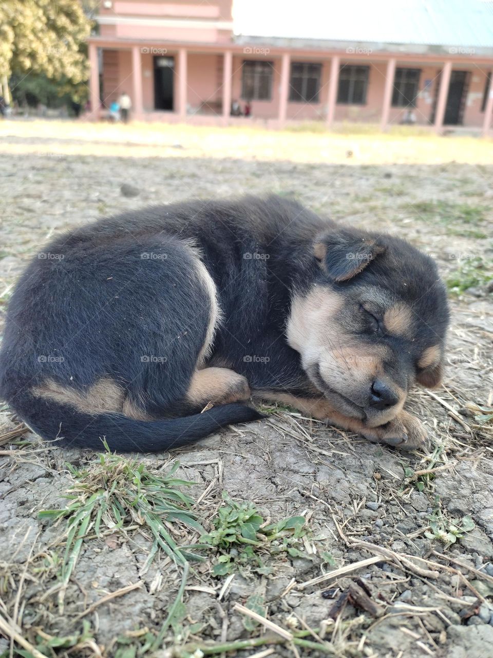cute puppy in a zen mode