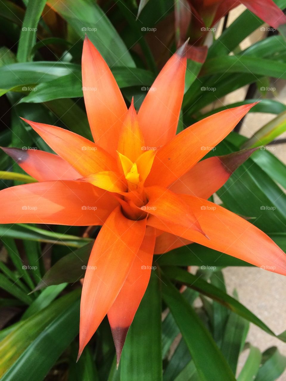 Orange flower