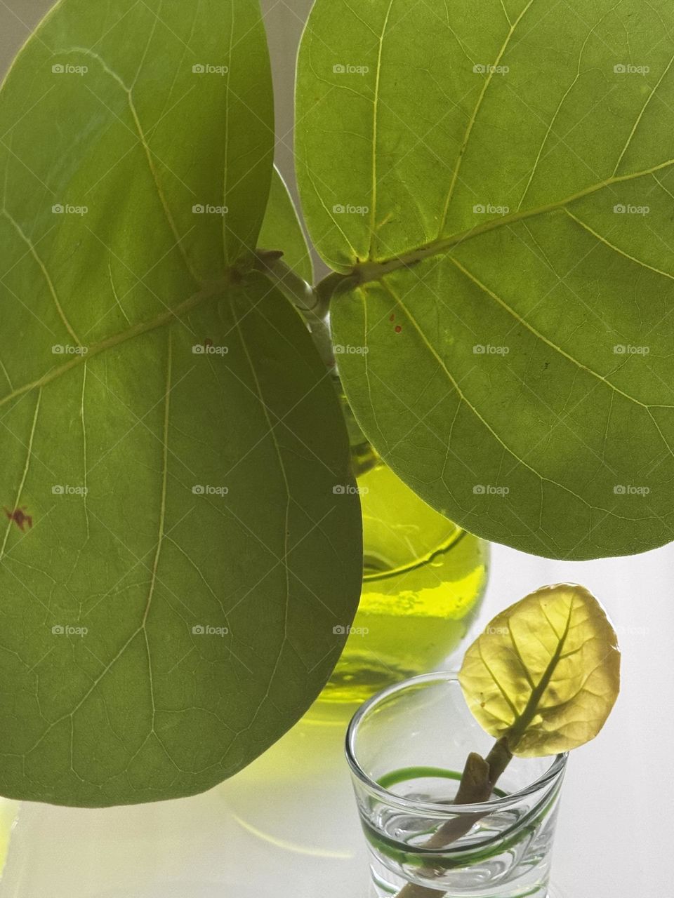 Sea Grape Tree (coccoloba uvifera) stems with one new leaf tip and two mature leaves in glass vases
