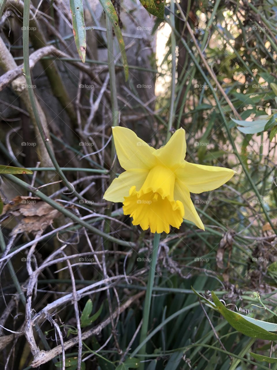 I like to record the first sitting of a spring daffodil from our garden, the date 13012019