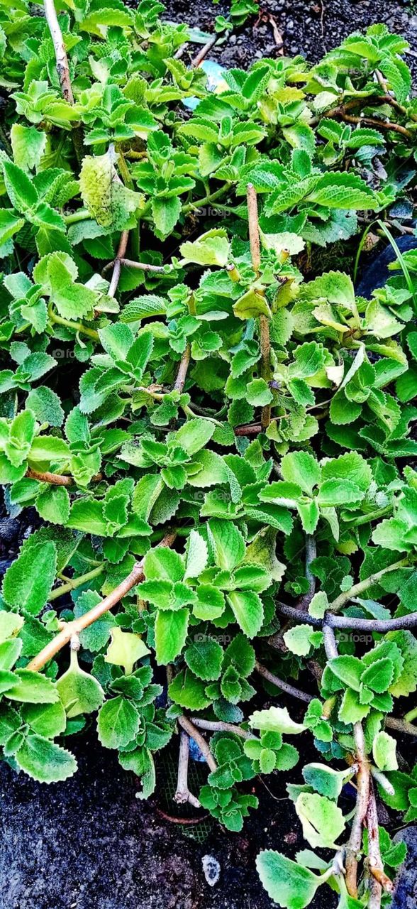 Herbal Oregano

The lush greenery color, the smell that is so pleasant. You must know.. Cough its truly can endure...