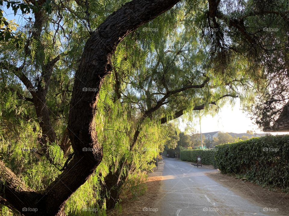 A neighborhood trail with gorgeous green trees at dusk