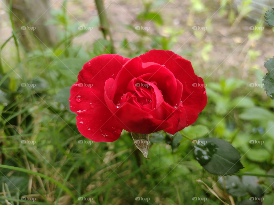 wet rose from the rain