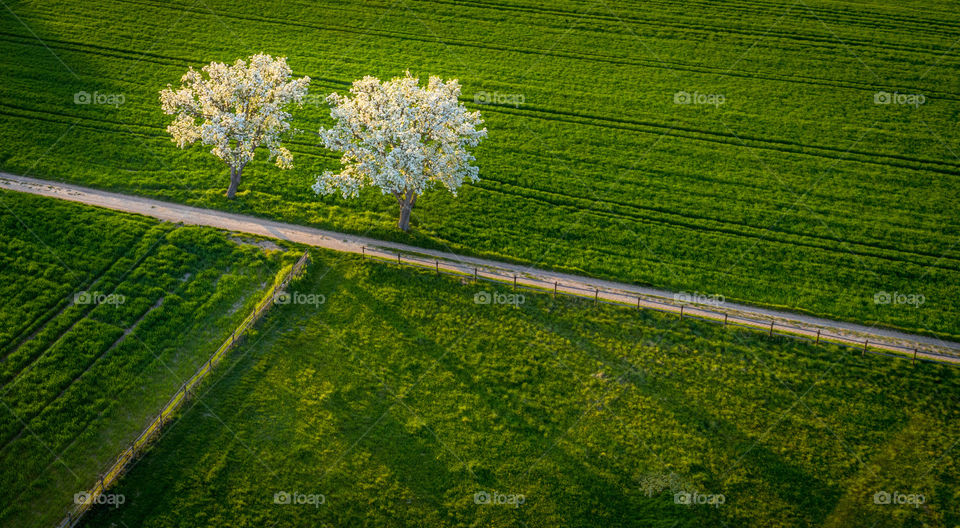 Twins Spring trees 