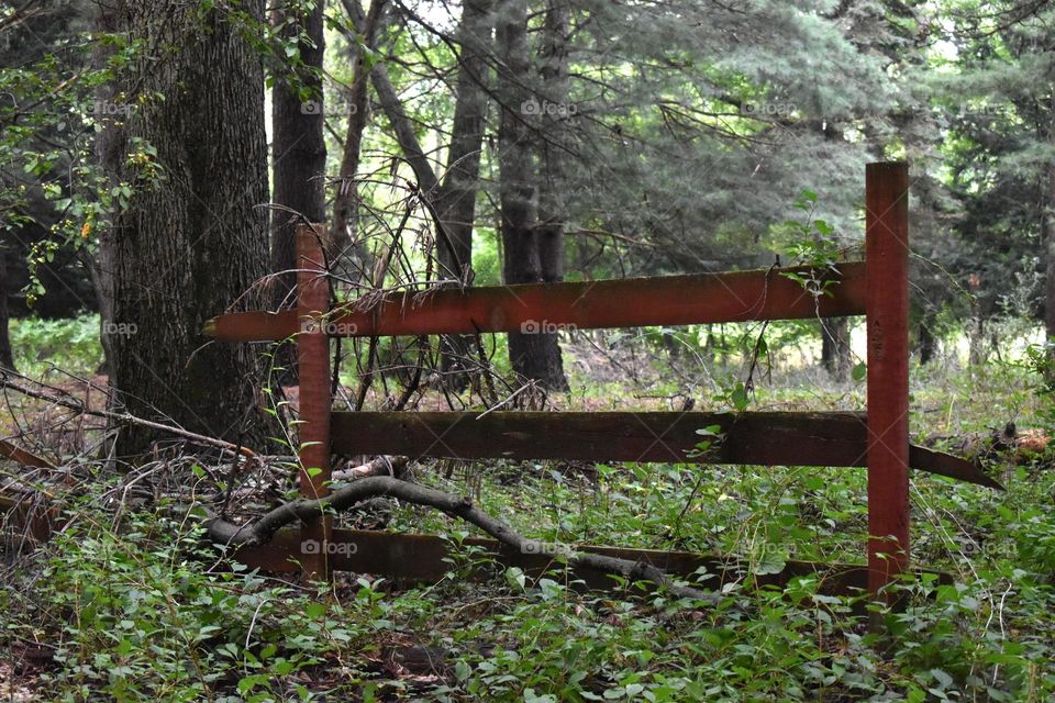 A forgotten fence in the woods