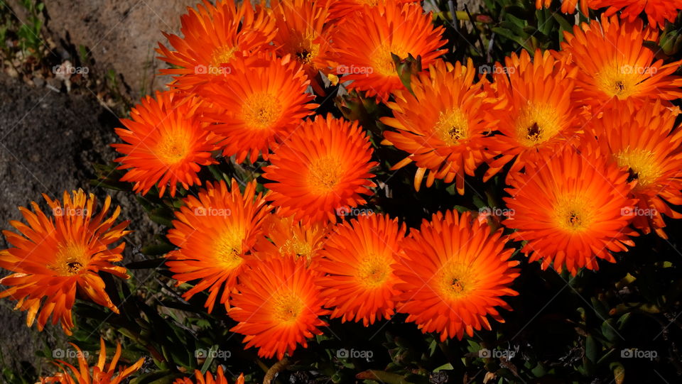 Bright orange succulent flowers.