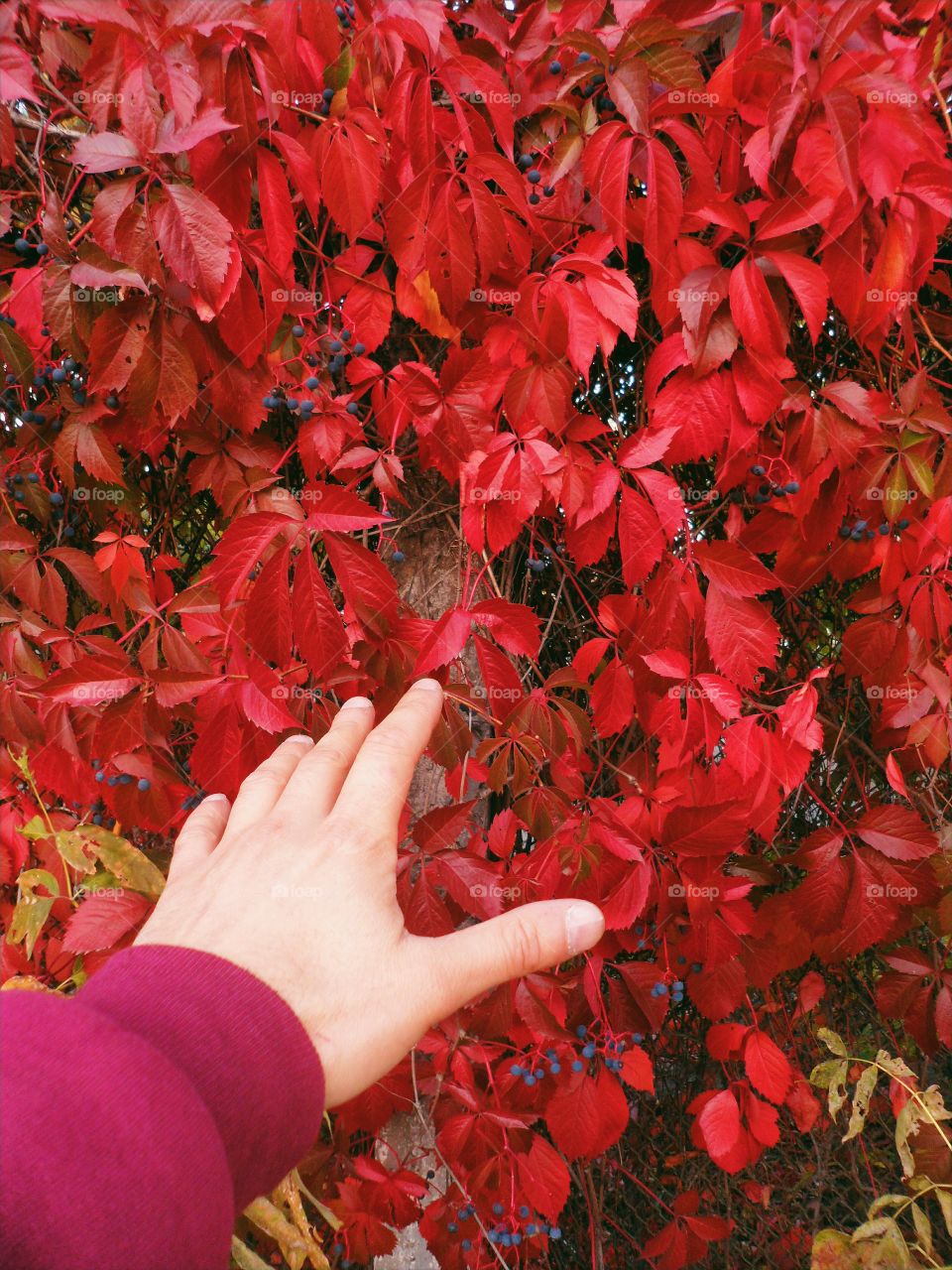 hand reaches for the red autumn leaves