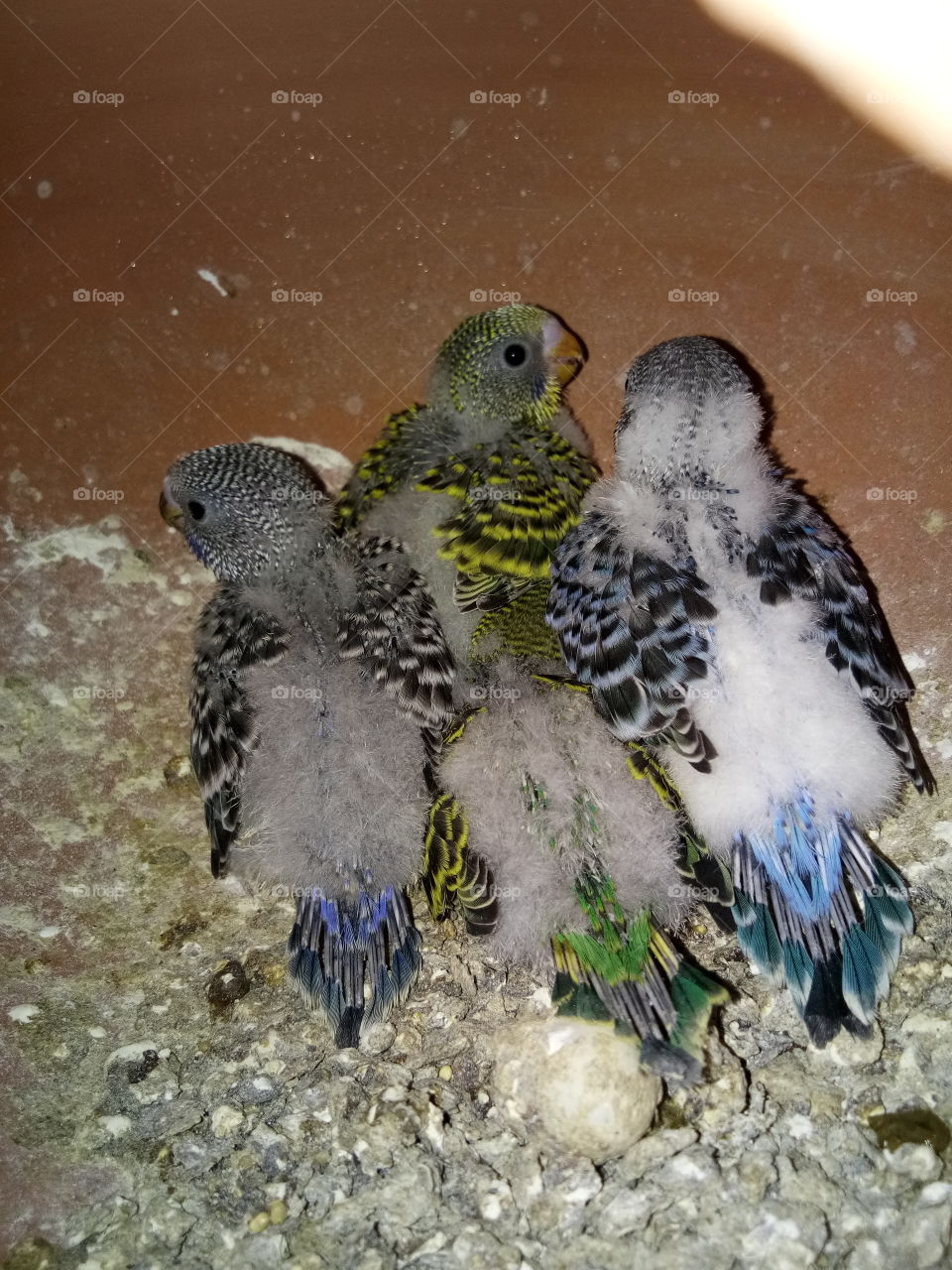 my pets in home..budgies parrots different colours adorable