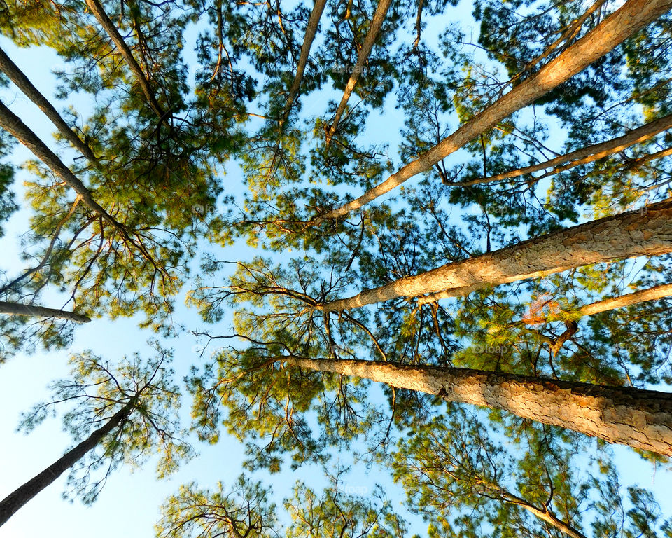 Tall trees growing in forest