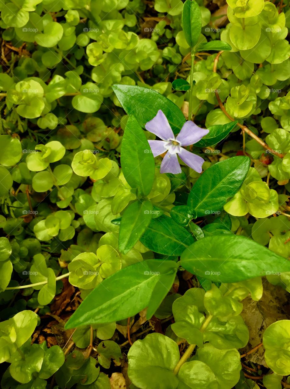 Vinca and creeping jenny