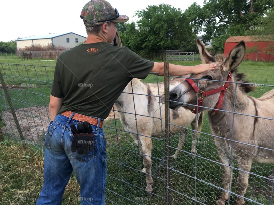 Pet donkeys 