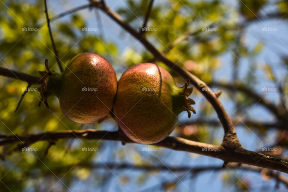 Pomegranate
