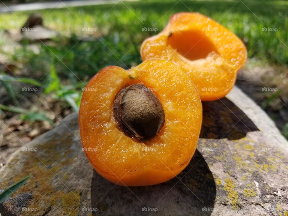 Fresh Apricots in the Sun